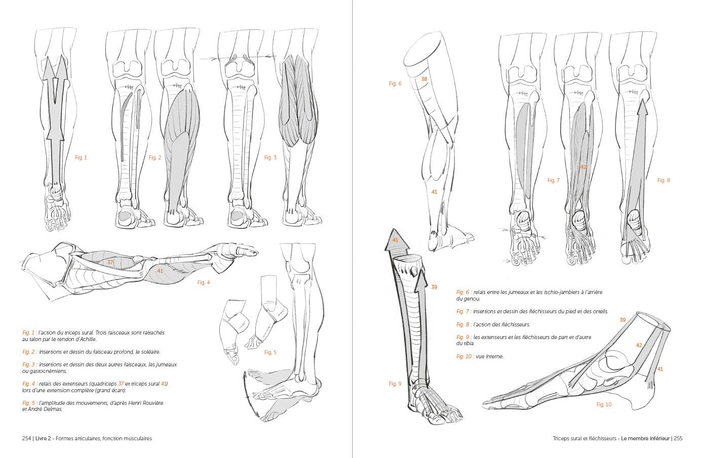 Rocky Nook - Morpho: Anthology of Artistic Anatomy