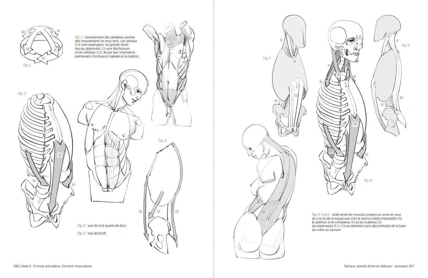 Rocky Nook - Morpho: Anthology of Artistic Anatomy