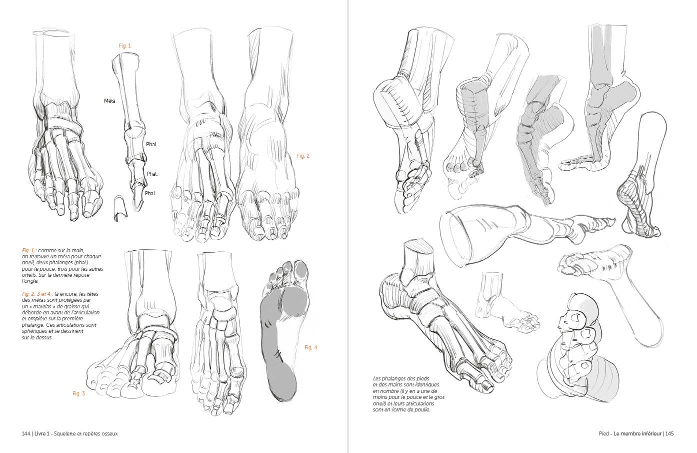 Rocky Nook - Morpho: Anthology of Artistic Anatomy