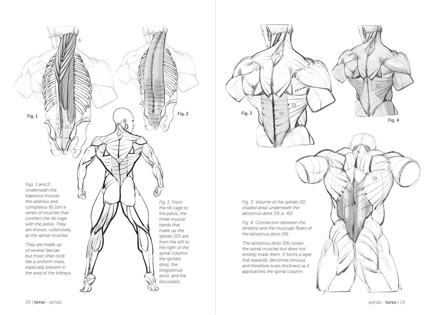 Rocky Nook - Morpho: Muscled Bodies