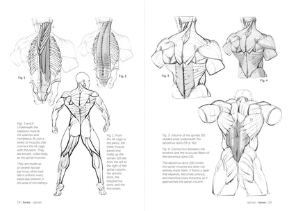 Rocky Nook - Morpho: Muscled Bodies