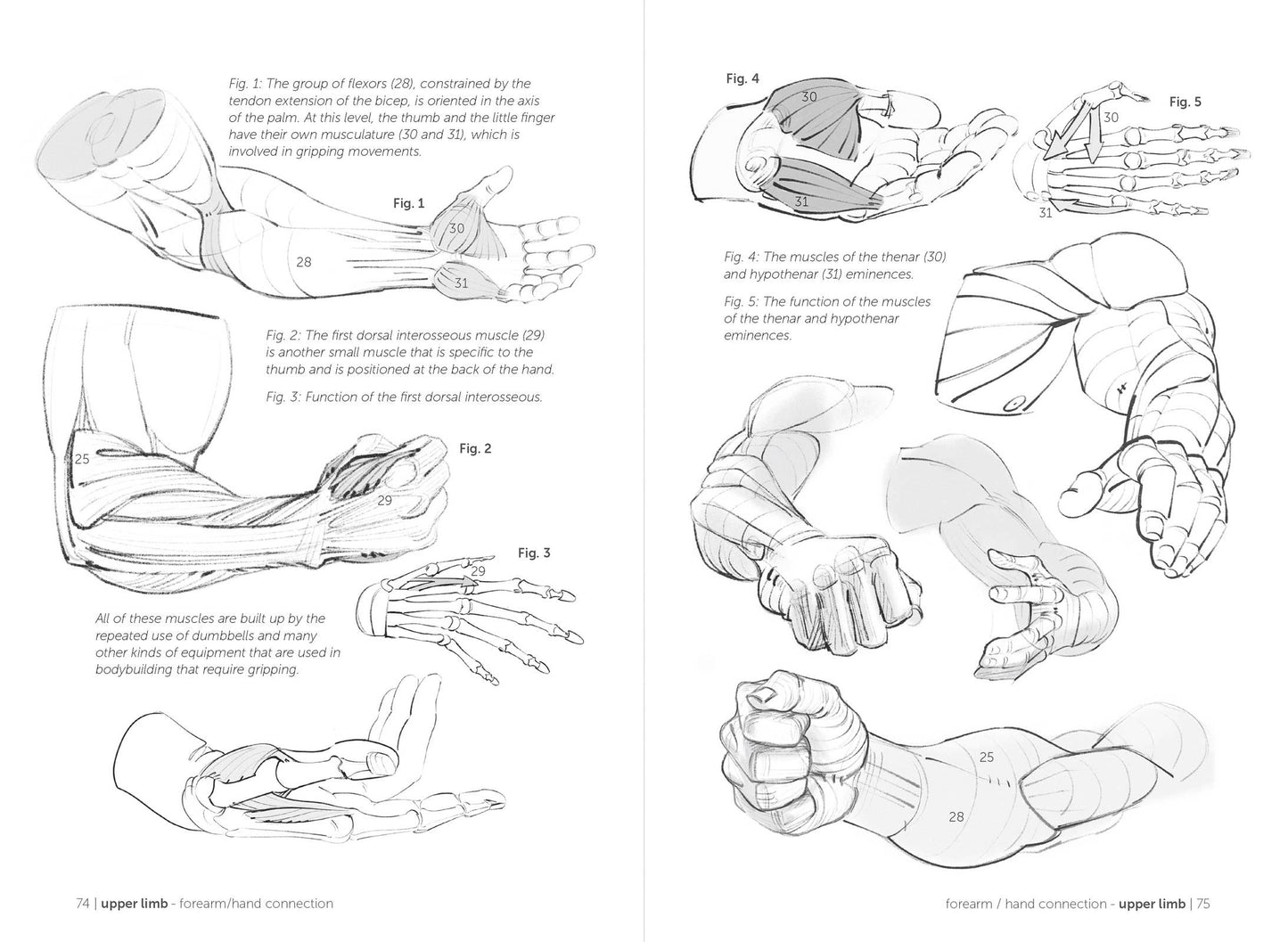 Rocky Nook - Morpho: Muscled Bodies