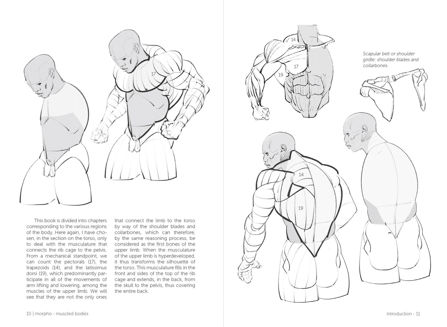 Rocky Nook - Morpho: Muscled Bodies
