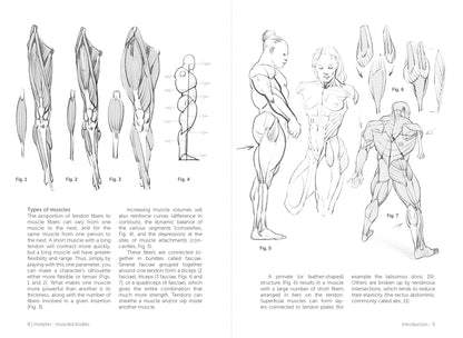 Rocky Nook - Morpho: Muscled Bodies